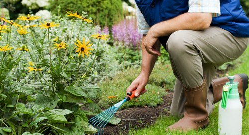Local arborist assessing trees near a property boundary